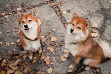 Japanese Shiba Inu dogs. Mother and daughter shiba inu. Red dogs
