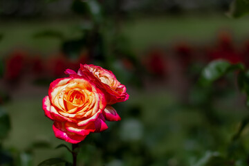 closeup of a rose in a city garden