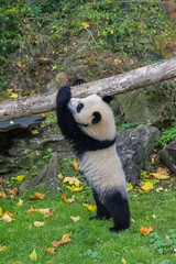 A baby giant panda who plays hanging from a branch  © Pascale Gueret
