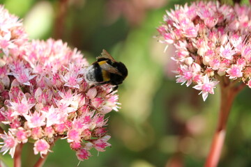 Big Bumblebee at Sedum Hylotelephium spectabile, Germany