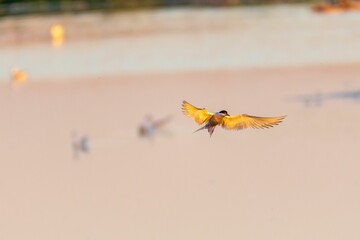 Closeup of an Arctic tern, Sterna paradisaea flying with the sun rays on its wings