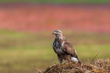 Closeup of a Common buzzard, Buteo buteo standing on a dried grass looking aside