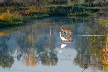 Roe deer, Capreolus capreolus, and a Great egret, Ardea alba reflected walking on a shallow water © Henk Geerdink/Wirestock Creators