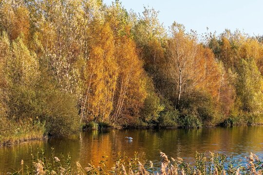 Isolated water bird swimming in a lake with the background of autumn trees