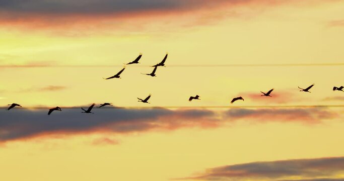 Eastern Europe. Common Crane Or Grus Grus. Birds Winter Migration. Flock Of Common Cranes Or Eurasian Cranes Fly In Sunny Blue Autumn Sky. Nesting Cranes, Nest. Bright Light Orange, Yellow Colors Sky.