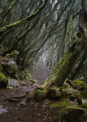 Old forest on Tenerife