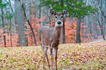 deer in the woods