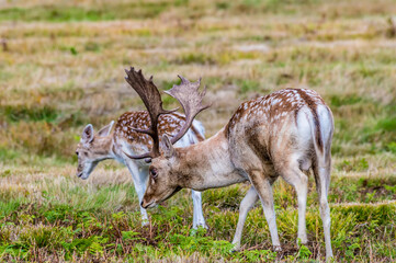A view of a male deer grazing in Bradgate Park, Leicestershire, UK, in Autumn