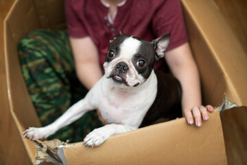 A boy and a Boston Terrier dog play together, sitting at home in a cardboard box. Candid lifestyle
