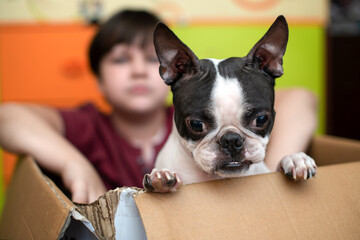 A boy and a Boston Terrier dog play together, sitting at home in a cardboard box. Candid lifestyle