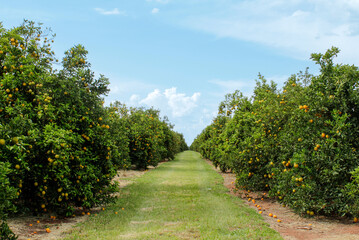Fototapeta na wymiar Field covered with mature orange trees