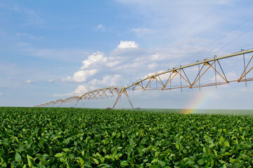Soybean field irrigated by a pivot irrigation system, rainbow 
