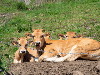 Tres vacas pequeñas detrás de un alambrado, mirando a la cámara fijamente, echadas en la hierba verde, en Asturias, España, verano de 2021
