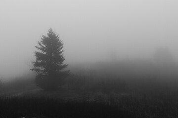 Fototapeta na wymiar misty tree in the distance