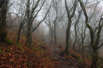 Obraz premium fog in the forest with creepy trees