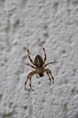 Cross spider in fall, Germany
