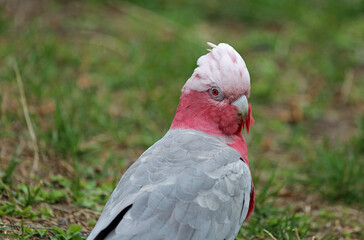 Galah portrait - Australia