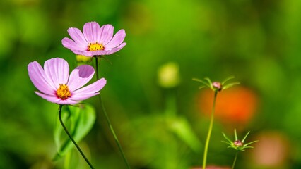 Beautiful closeup of a beautiful Cosmos flowers on a blurry green background