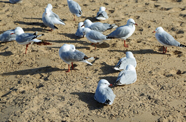 Silver gull on sand - Australia