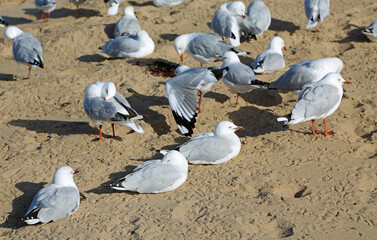 Silver gull resting on the beach - Australia