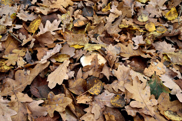 edible mushrooms in the autumn forest, close-up as a texture for background