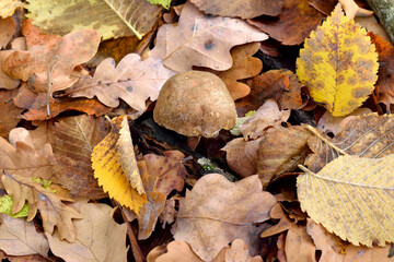edible mushrooms in the autumn forest, close-up as a texture for background