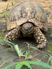 Obraz premium turtle on the grass