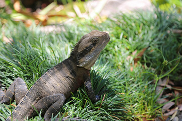 Water dragon on grass - Australian water dragon - Australia