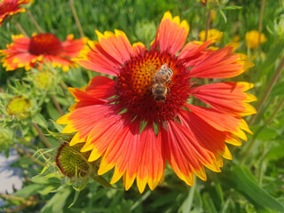 A bee collects nectar on a red gaillardia aristata flower.