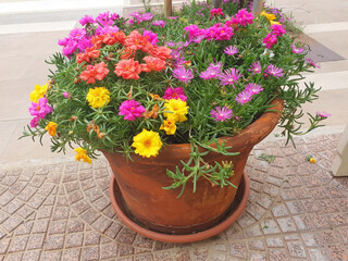 A pot of colorful portulaca and delosperma flowers stands on a footpath.