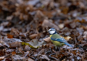 Tit cyanistes caeruleus close-up on the background of orange leaves in the forest in autumn.
