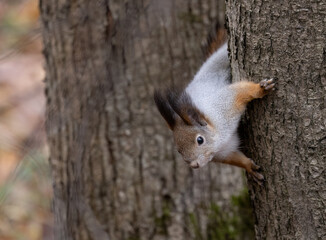 A squirrel in the forest on a tree looks down at the ground.