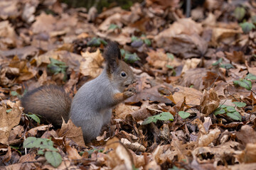 A squirrel in the forest holds a hazelnut in its paws against the background of fallen orange maple leaves in autumn.