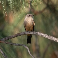 Say's Phoebe Bird