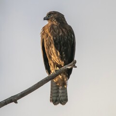 red-tailed hawk