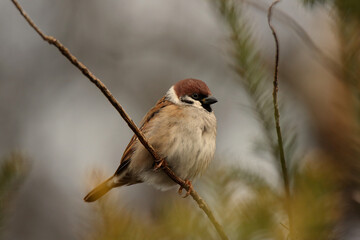 house sparrow