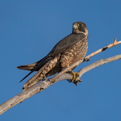 Peregrine Falcon