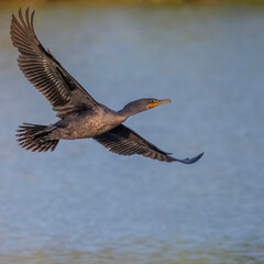 Double-Crested Cormorant