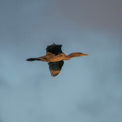 Double-Crested Cormorant