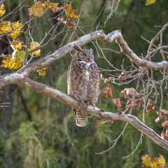 Great Horned Owl