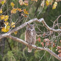 Obraz premium Great Horned Owl