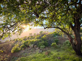 Fototapeta premium dream landscape with beautiful tree