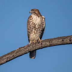 Red-Tailed Hawk