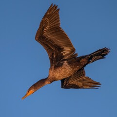 Double-Crested Cormorant