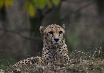 cheetah in the grass