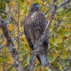 Red-Tailed Hawk