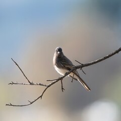 Black Phoebe Bird