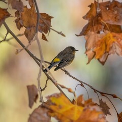 Yellow-Rumped Warbler