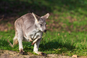 Naklejka na ściany i meble Beautiful little kangaroo on a green meadow