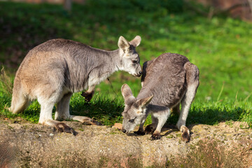 Naklejka na ściany i meble Beautiful little kangaroo on a green meadow